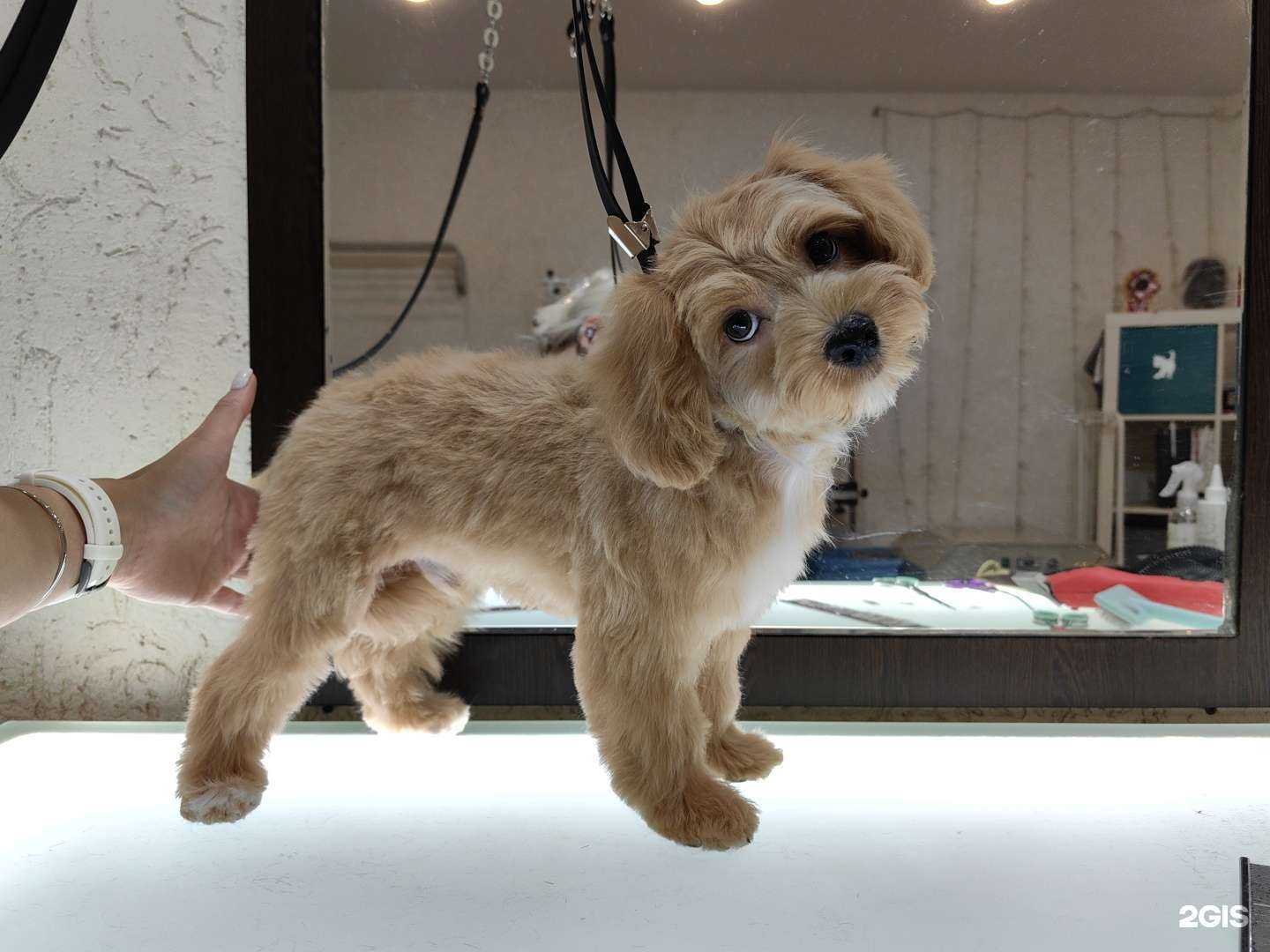 Отзывы на компанию Заботливый грумер в Самаре c фото