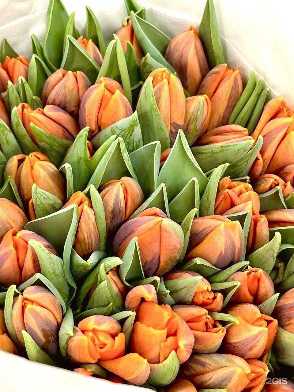 Отзывы на компанию Колючка в Самаре c фото