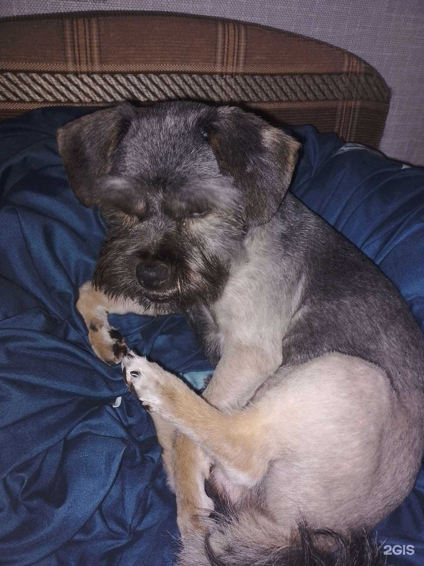 Отзывы на компанию PetGrooming в Дальнегорске c фото - фотография 2 из 2