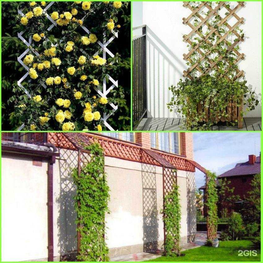 Отзывы на компанию Лиана в Твери c фото