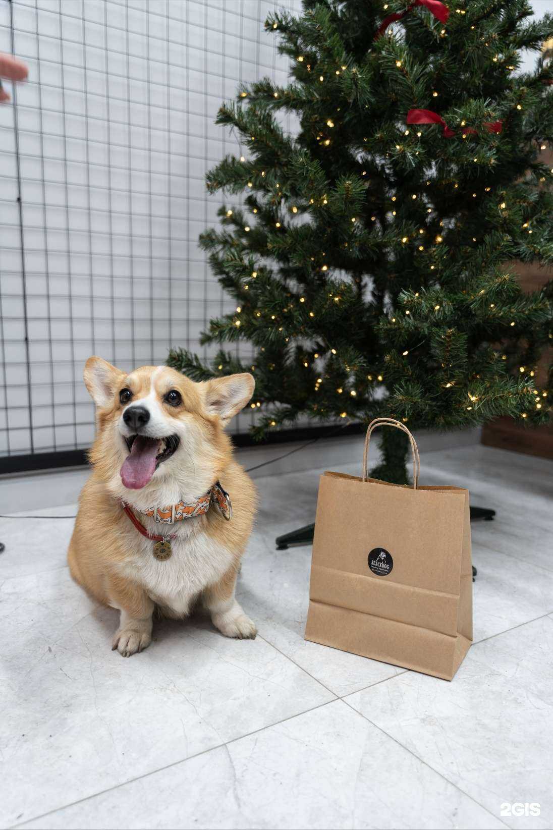 Отзывы на компанию BlackDog в Краснодаре c фото