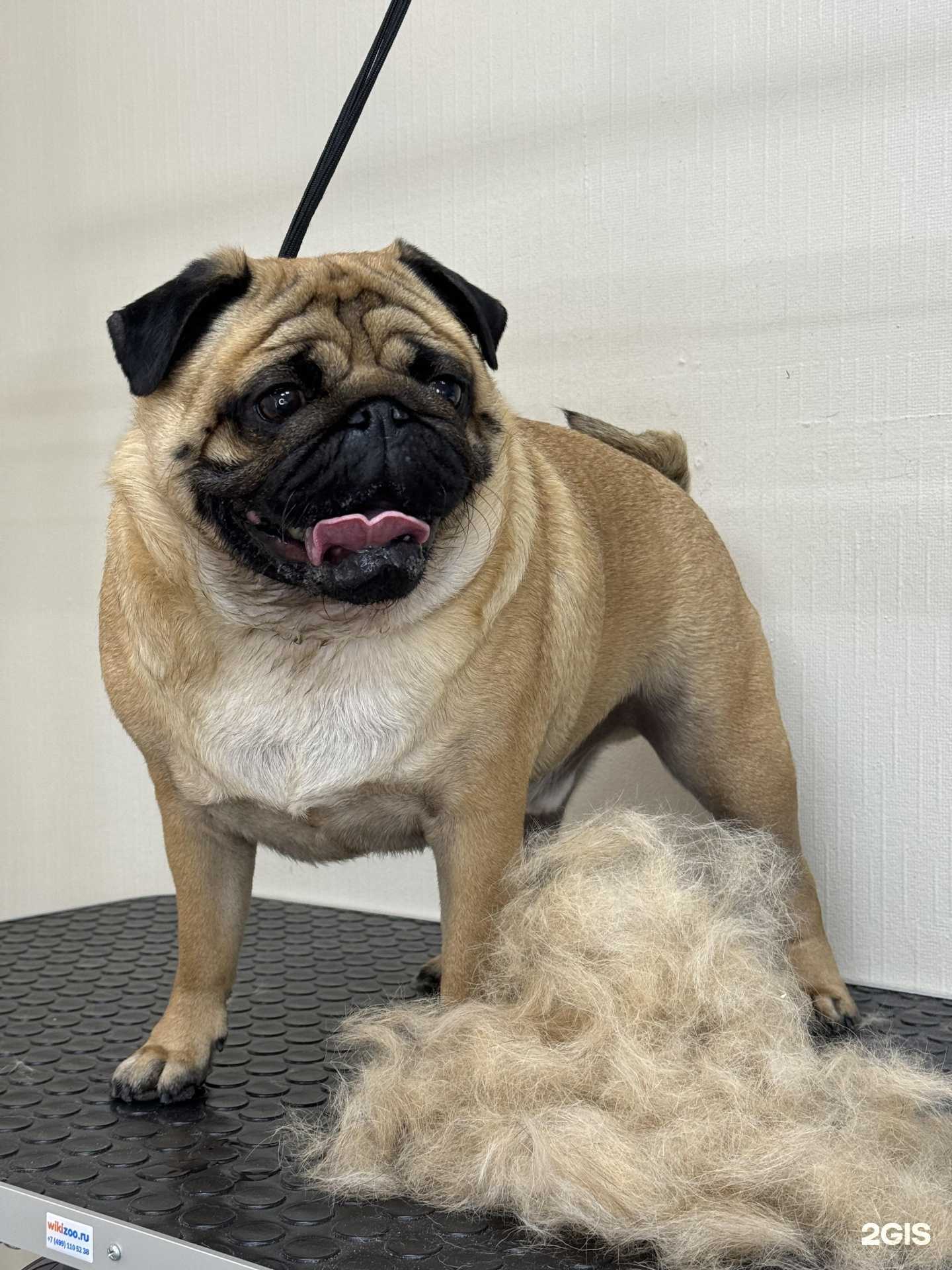 Отзывы на компанию Pet SPA в Сергиеве Посаде c фото