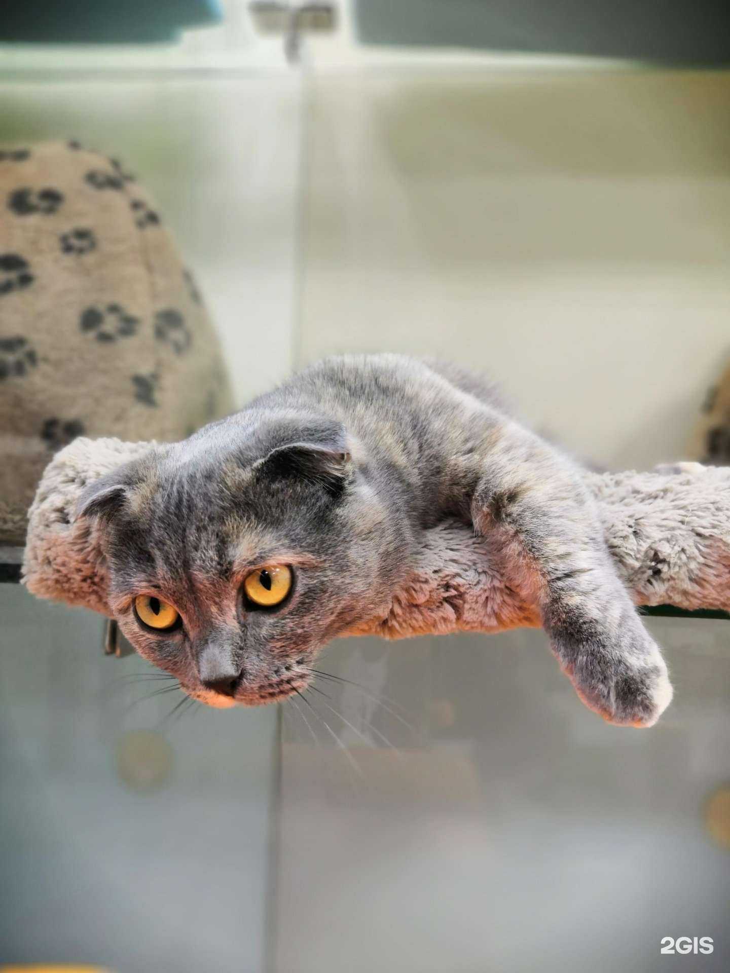 Отзывы на компанию Месье Кот в Казани c фото