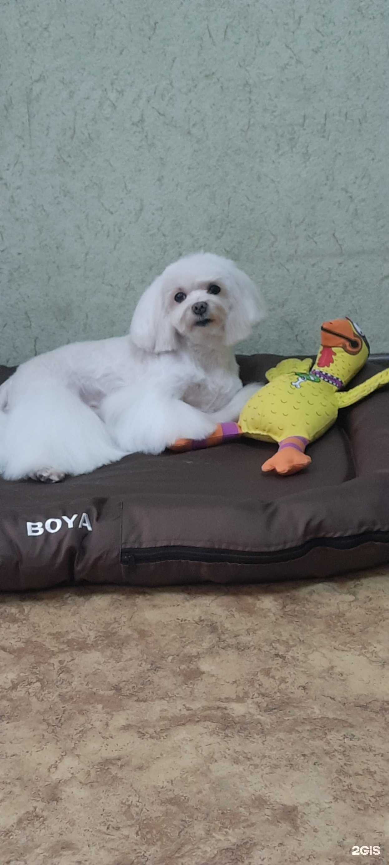 Отзывы на компанию Бэст ин шоу в Хабаровске c фото