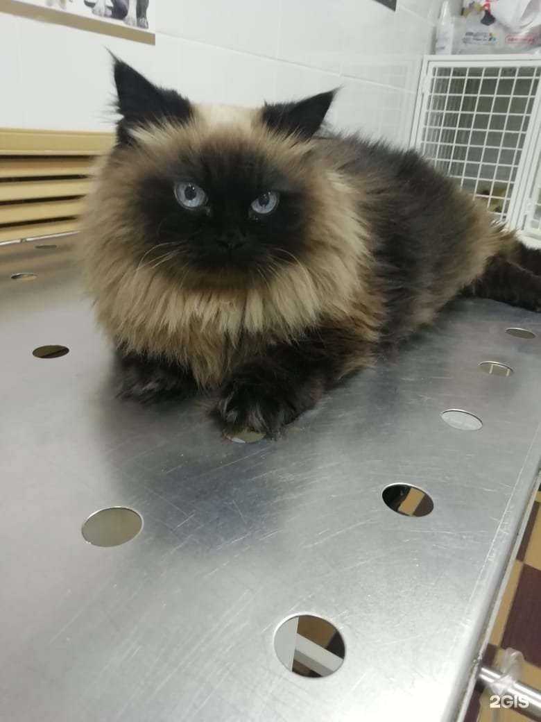 Отзывы на компанию Хатико в Казани c фото