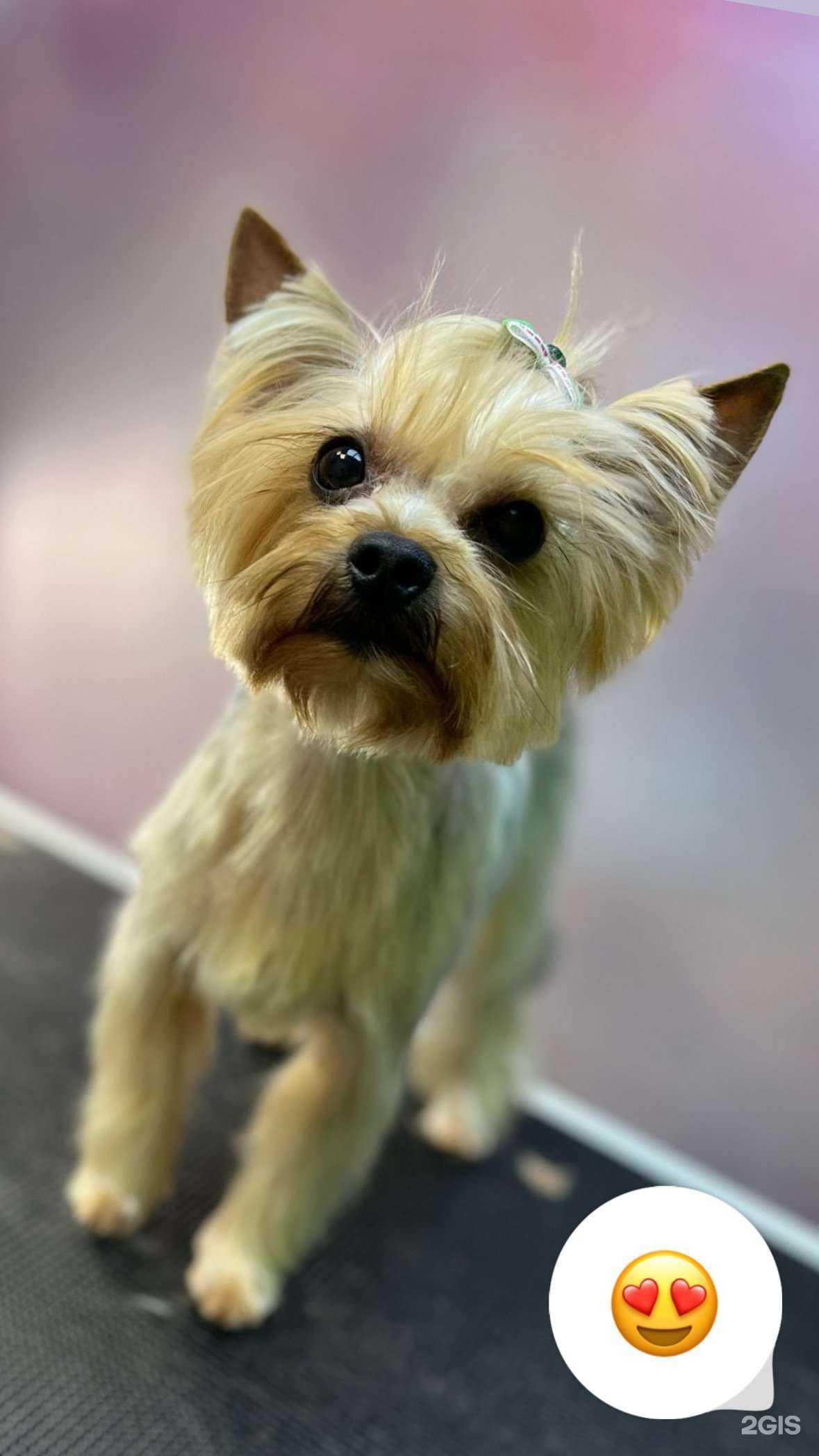 Отзывы на компанию Лапуль в г. Казань c фото