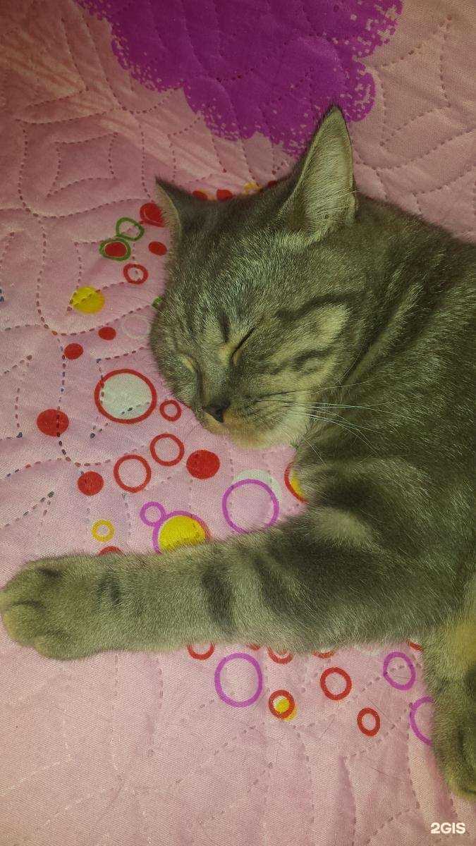 Отзывы на компанию Кошкин Дом в г. Красноярск c фото