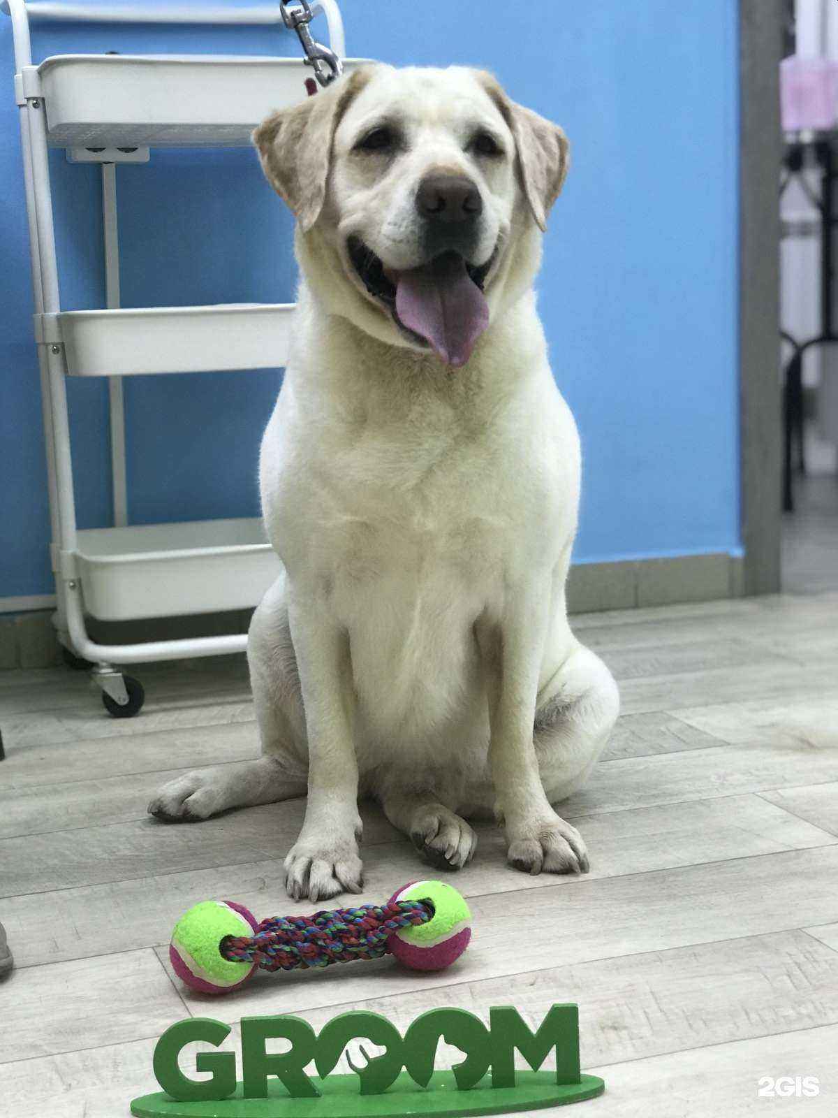 Отзывы на компанию Groom в г. Тула c фото