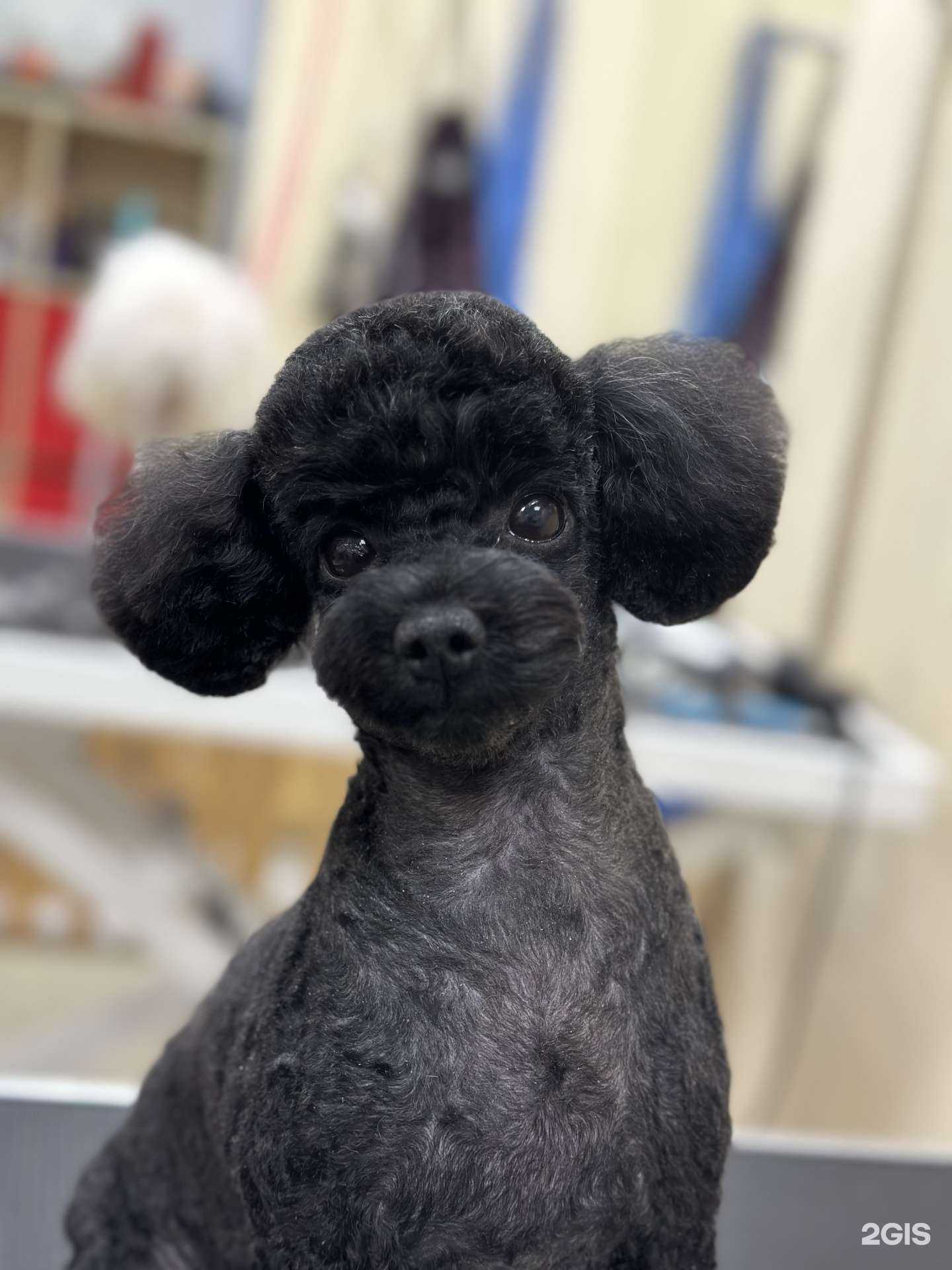 Отзывы на компанию Зоодизайн в г. Кемерово c фото