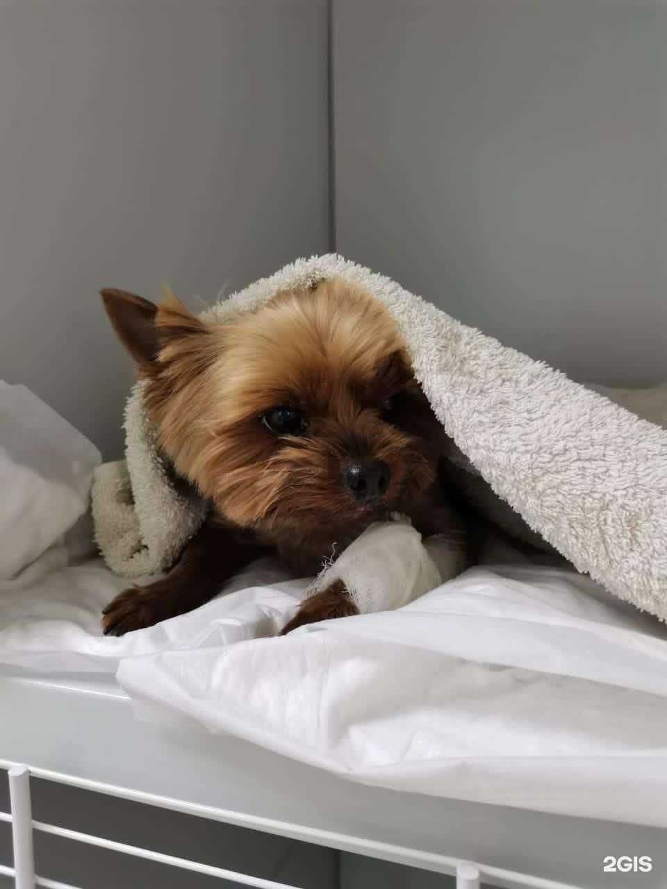 Отзывы на компанию АБСОЛЮТ в Липецке c фото