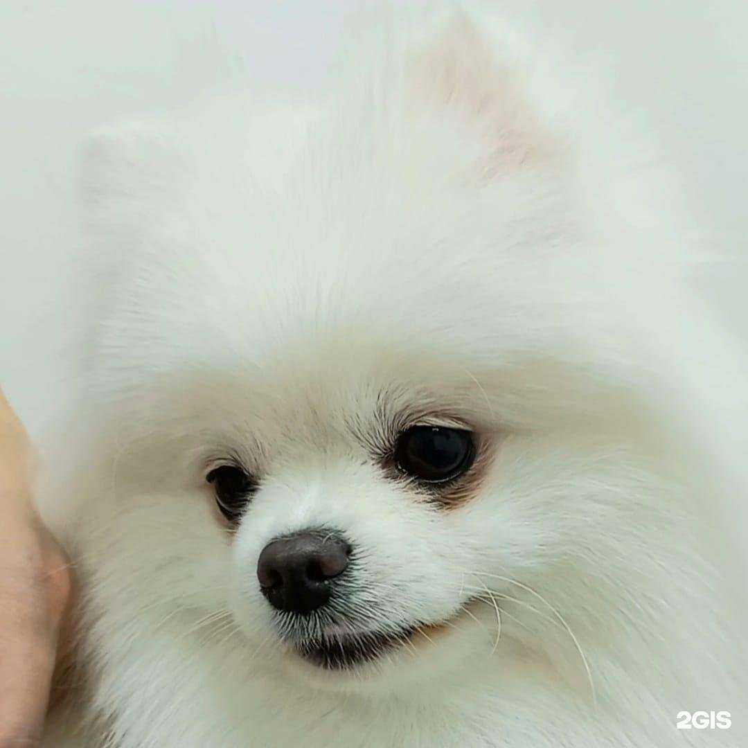 Отзывы на компанию Дом красоты для животных в Нижневартовске c фото