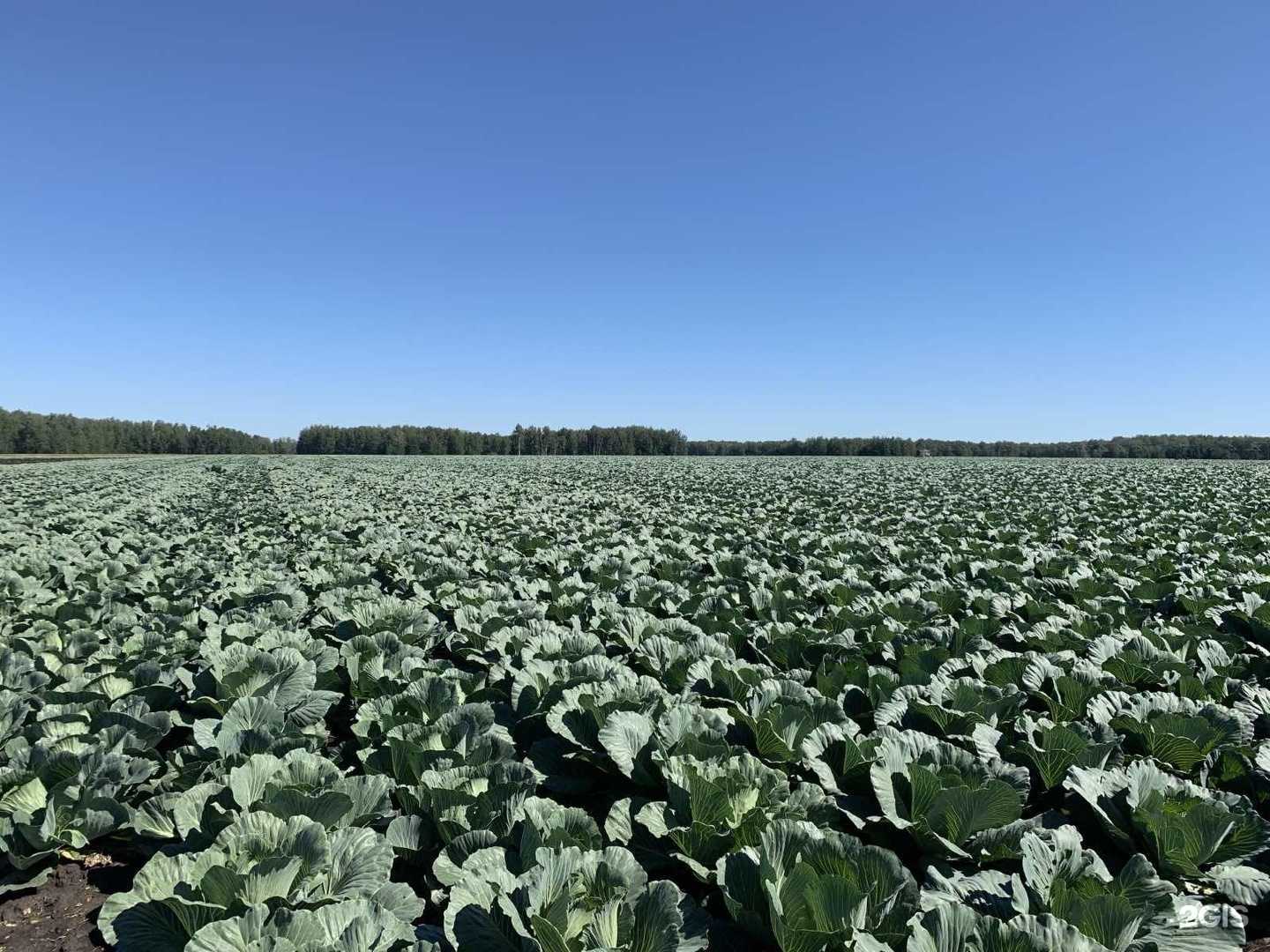 Отзывы на компанию Центр непрерывного аграрного образования в Ялуторовске c фото