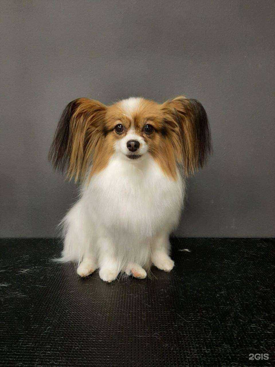 Отзывы на компанию Barberdog в Иркутске c фото