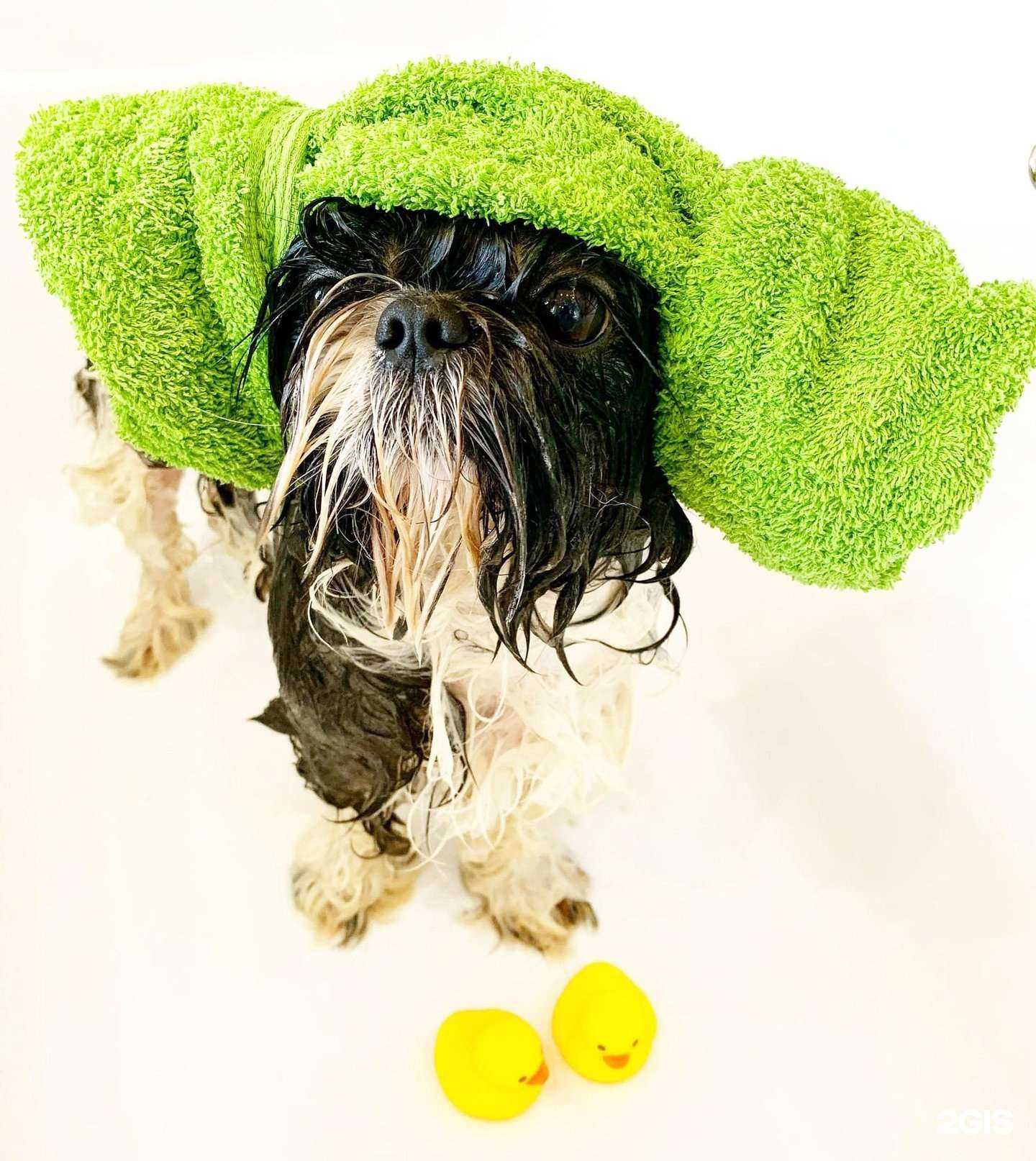 Отзывы на компанию Pet SPA в Перми c фото