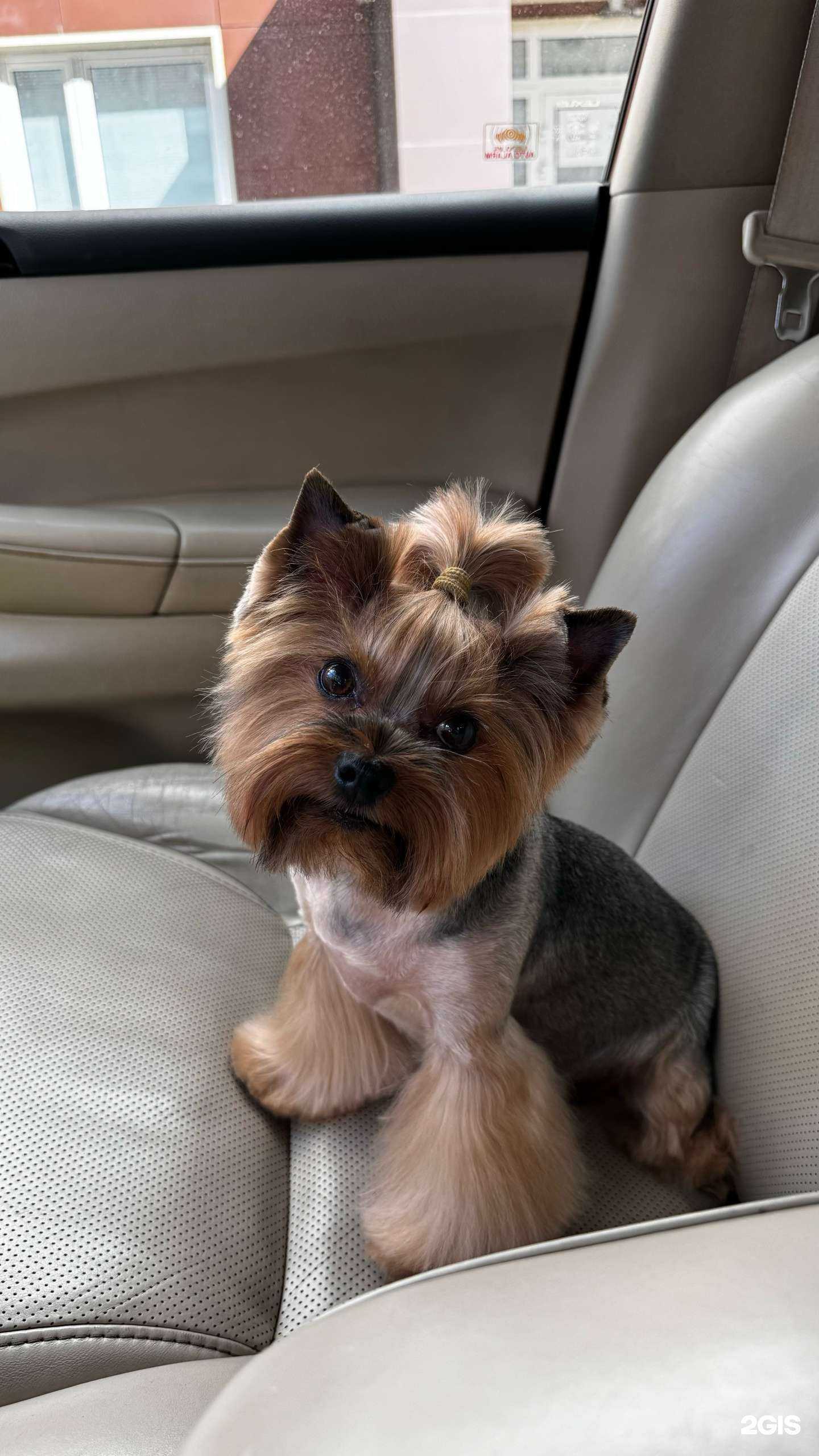 Отзывы на компанию Лапуши в г. Видное c фото