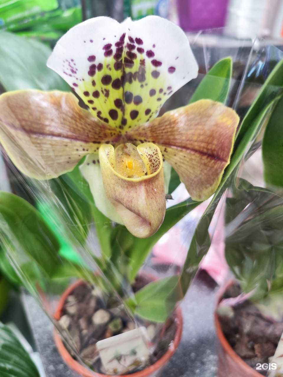 Отзывы на компанию Маркетфлора в Кемерове c фото