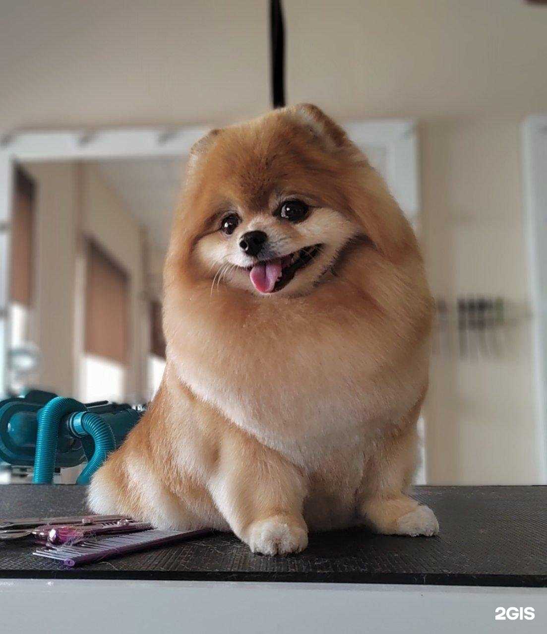 Отзывы на компанию Fashion dog в Якутске c фото