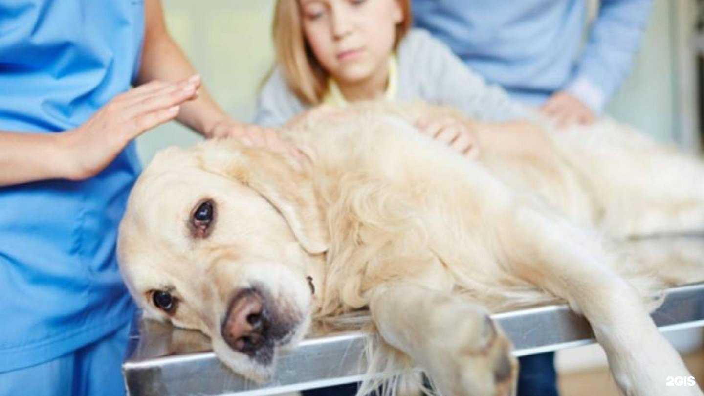 Отзывы на компанию Зоопамять в г. Пермь c фото