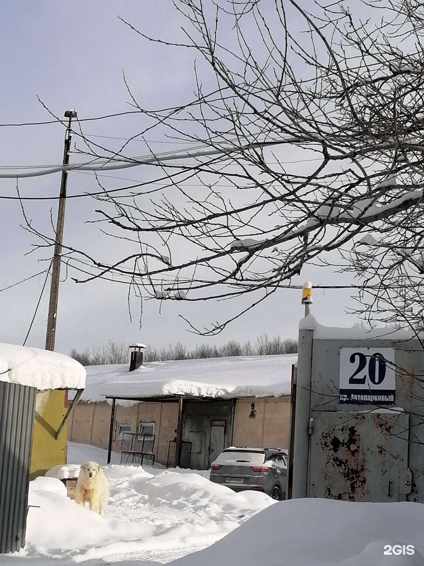 Отзывы на компанию Приют для животных в Мурманске c фото - фотография 2 из 2