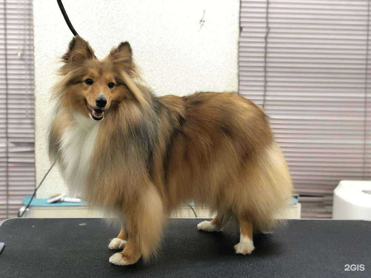 Отзывы на компанию Мокрый нос в г. Петрозаводск c фото