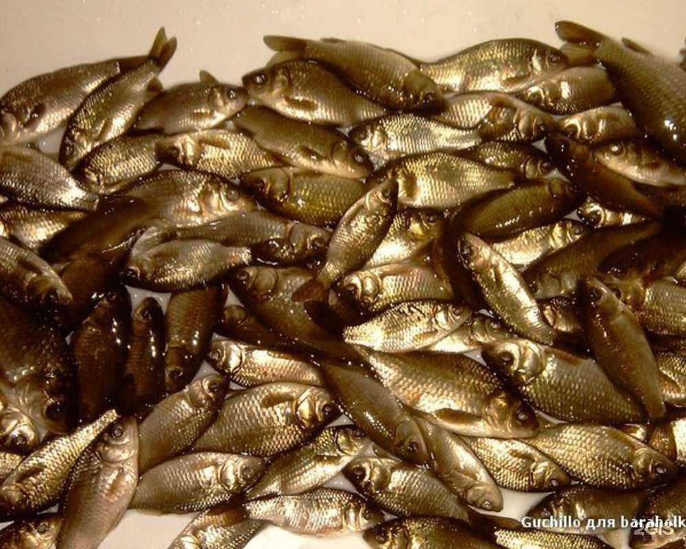 Отзывы на компанию Рыбачий в Екатеринбурге c фото