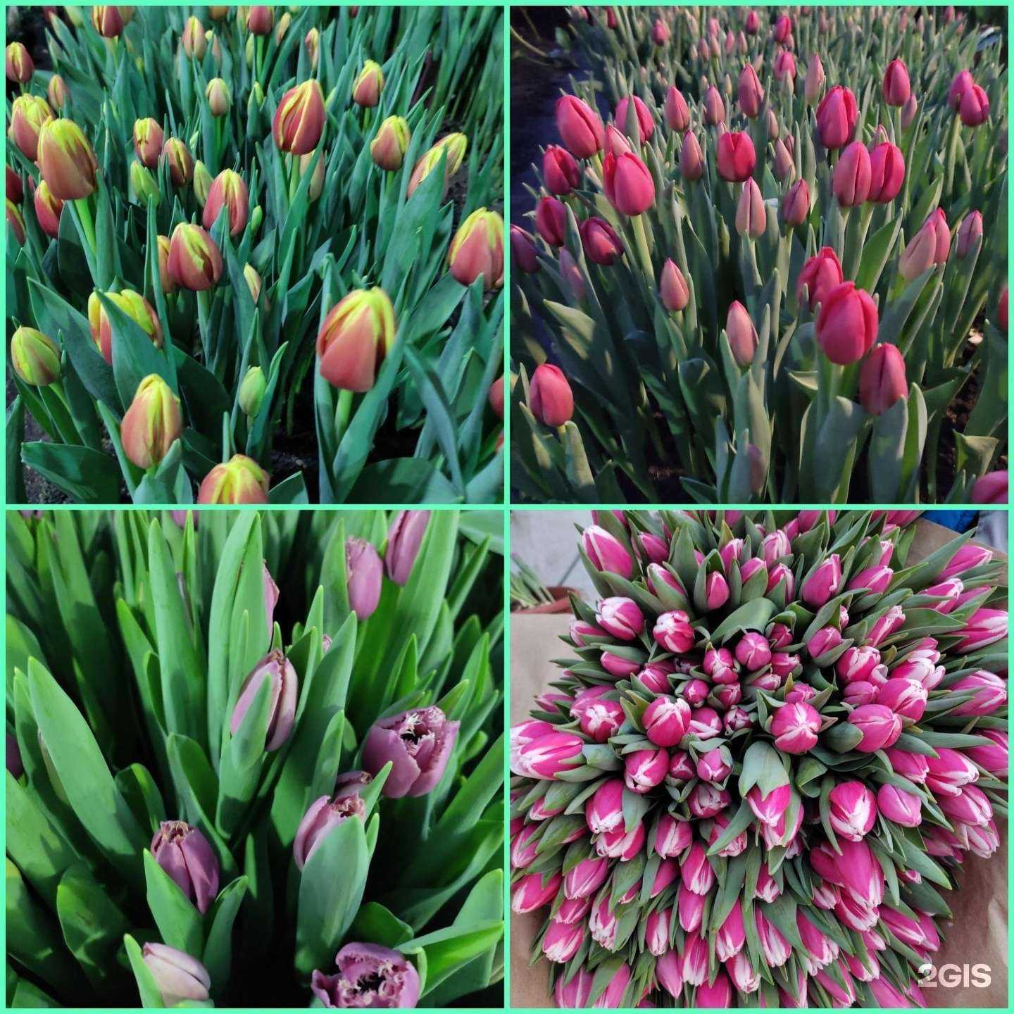 Отзывы на компанию Горзеленхоз в Иркутске c фото