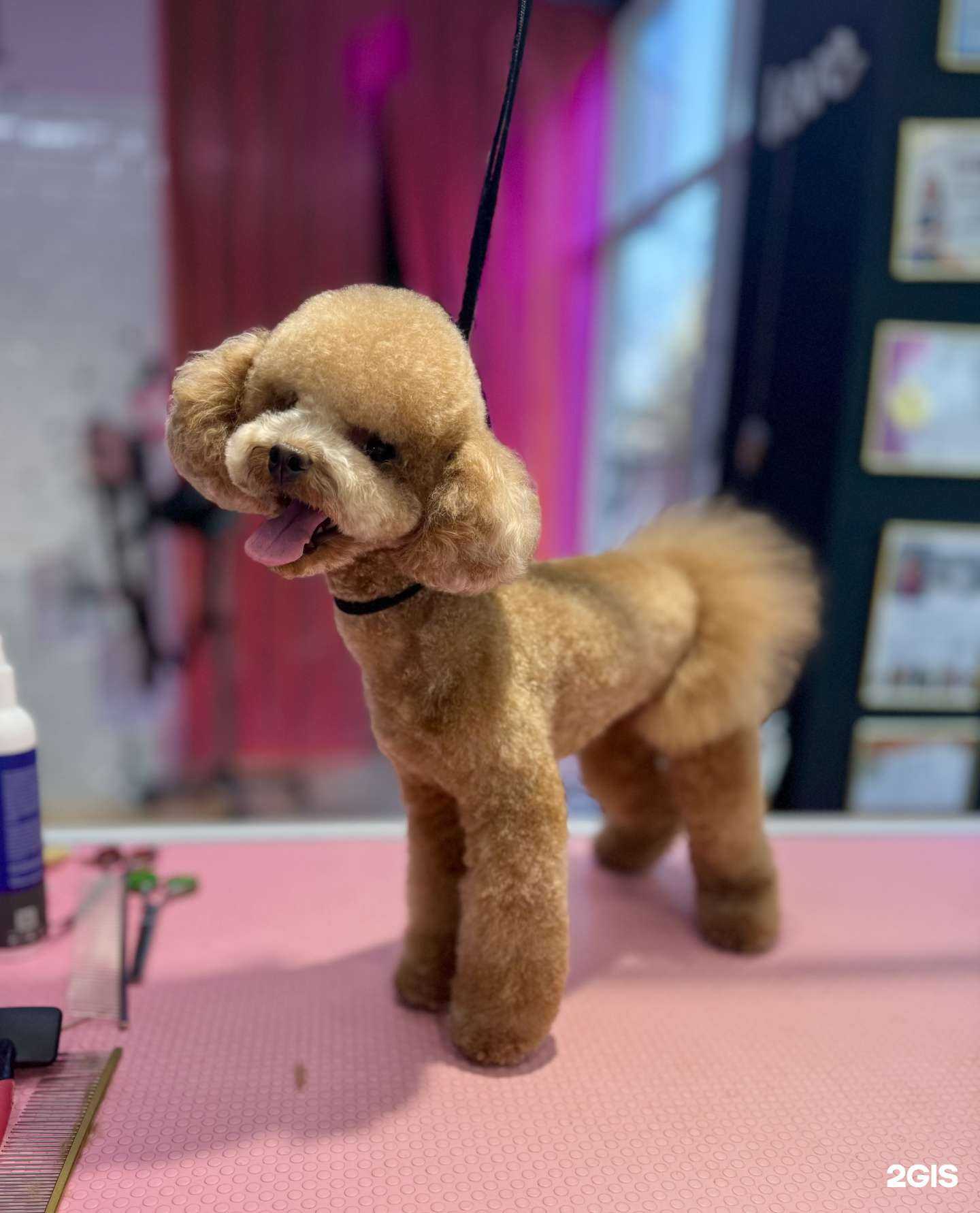 Отзывы на компанию I love my dog в г. Анапа c фото