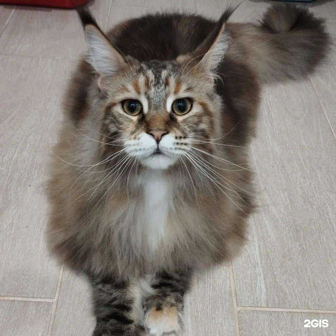 Отзывы на компанию 3 хвоста в Кемерове c фото