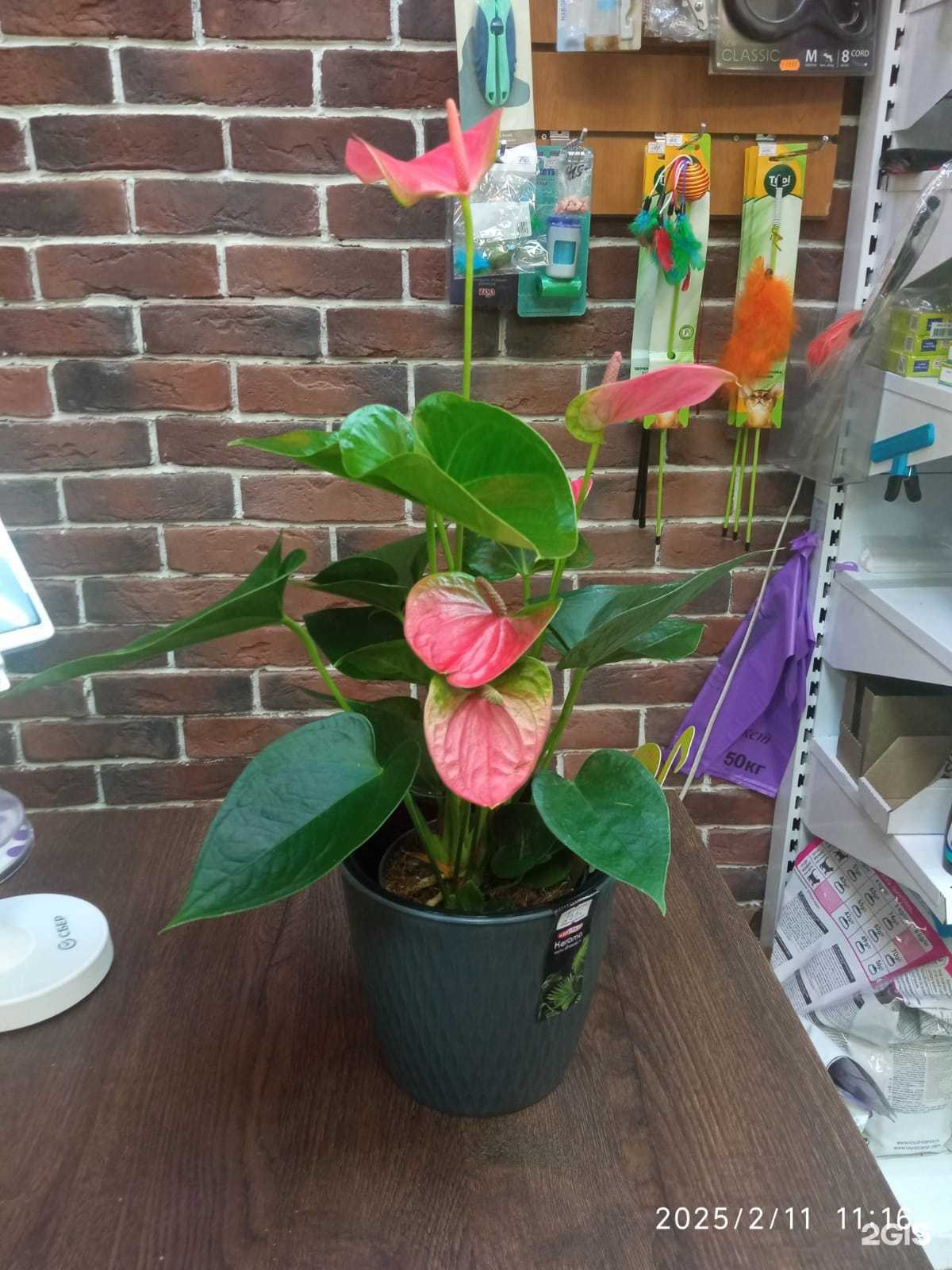 Отзывы на компанию Магазин комнатных растений в г. Ярославль c фото