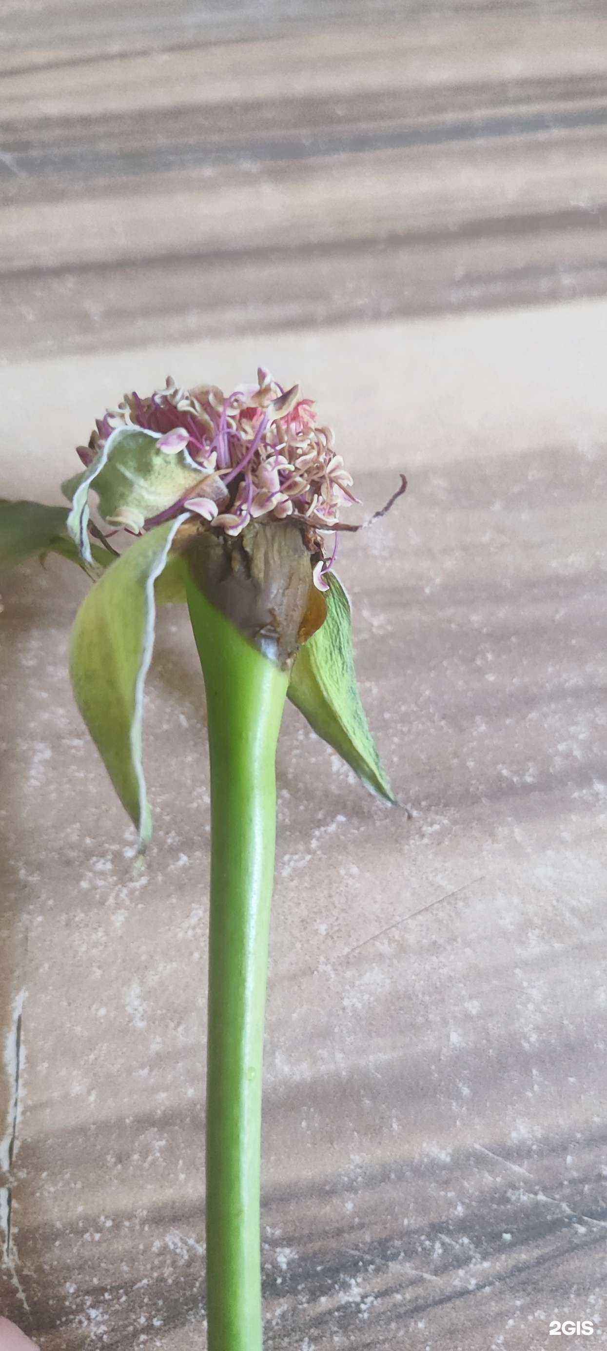 Отзывы на компанию Жасмин в г. Магнитогорск c фото