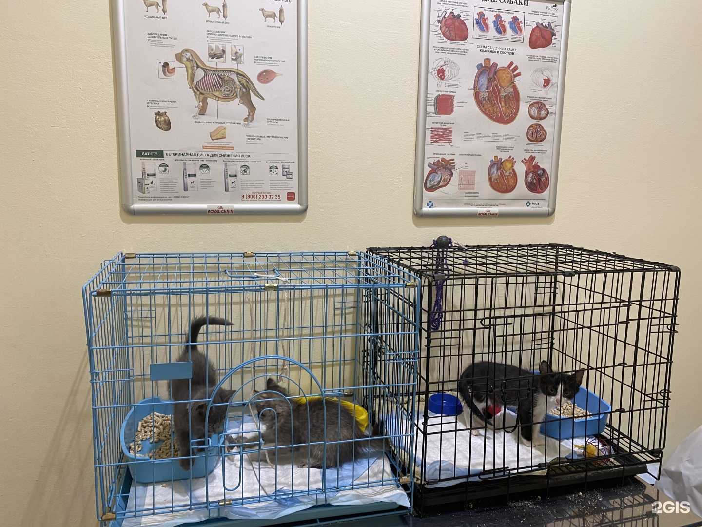 Отзывы на компанию Котофей в Челябинске c фото