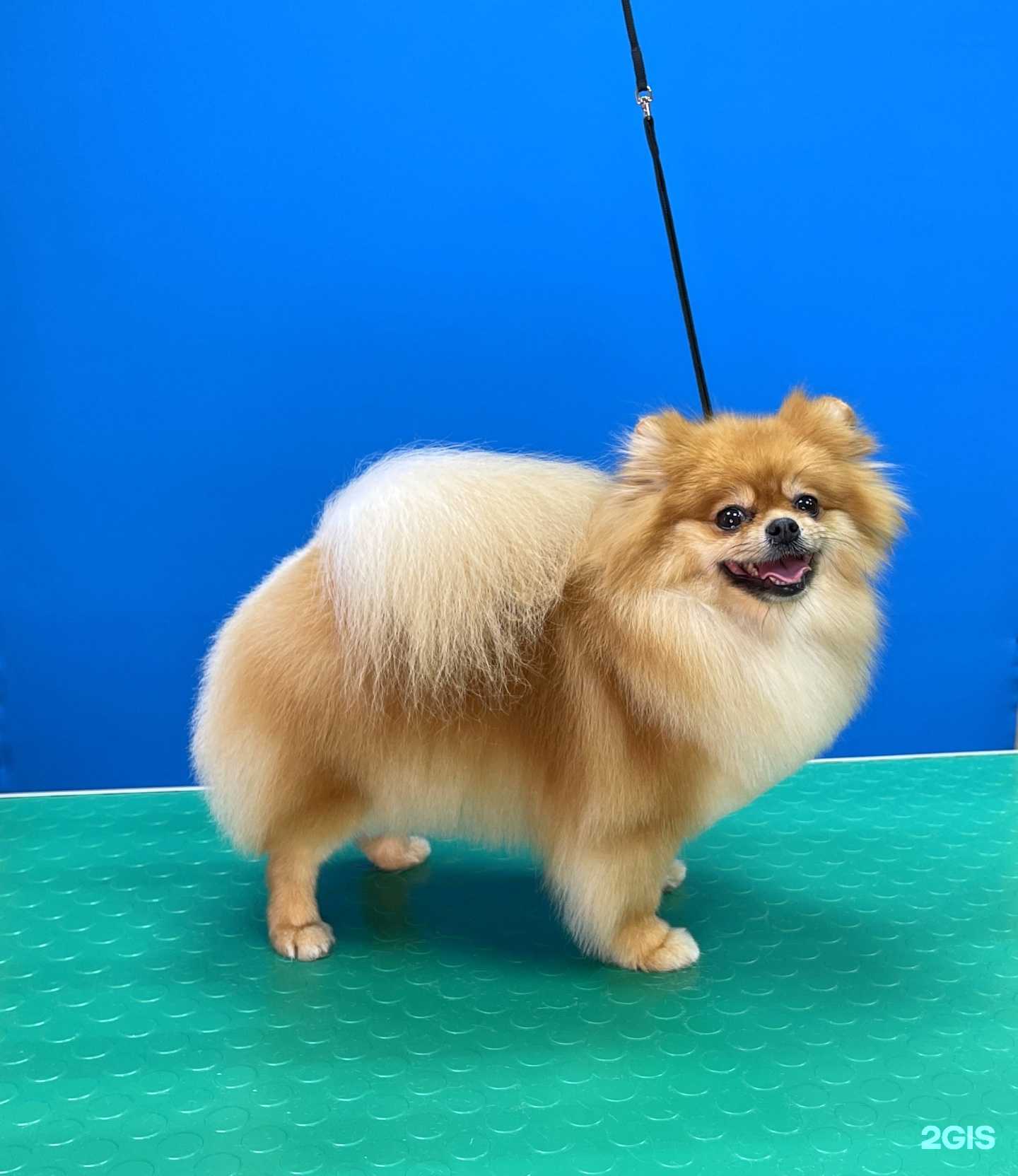 Отзывы на компанию Зоостиль в г. Кемерово c фото