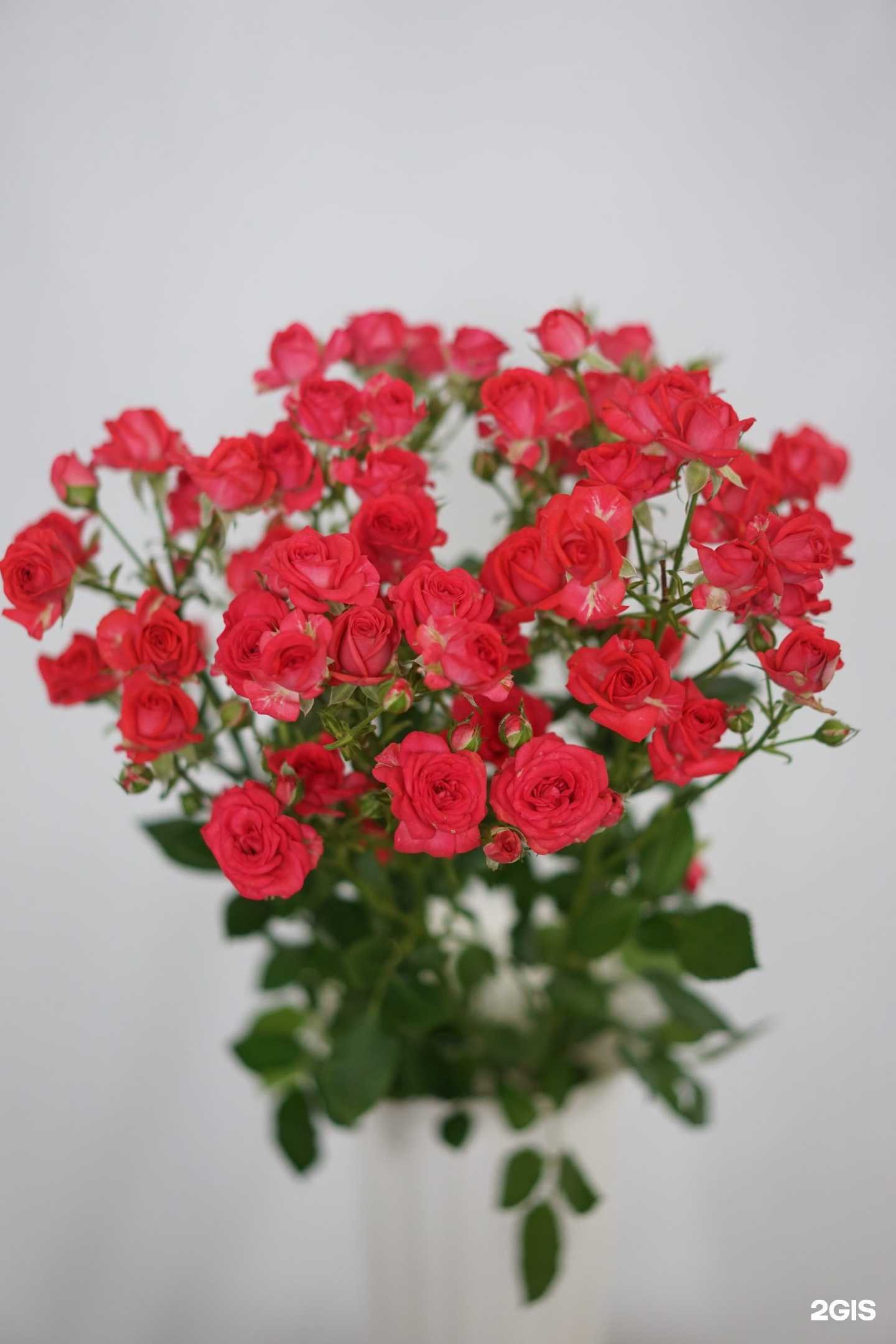 Отзывы на компанию Декоративно-цветочные культуры в Ижевске c фото