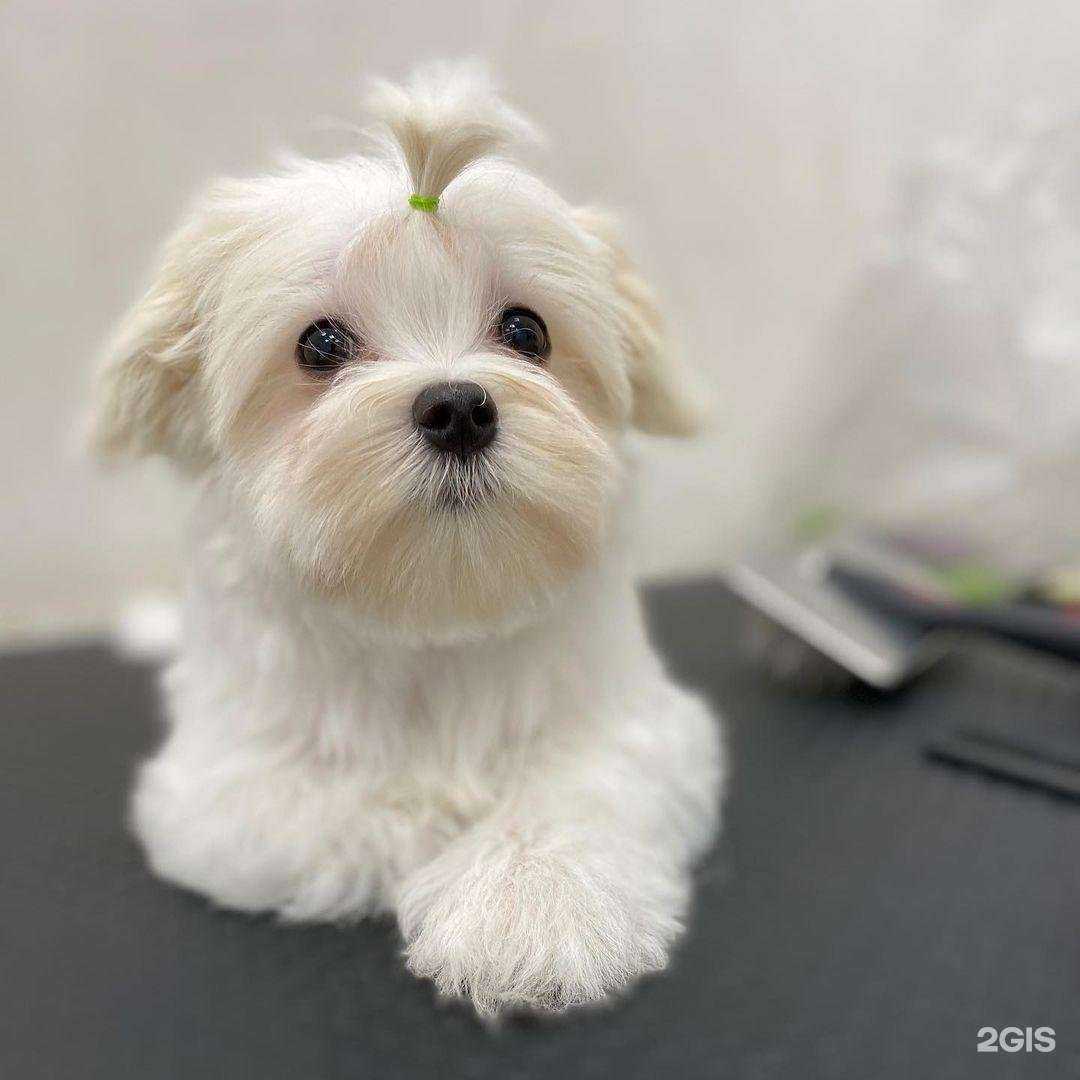 Отзывы на компанию Pet`s Bar в Иркутске c фото