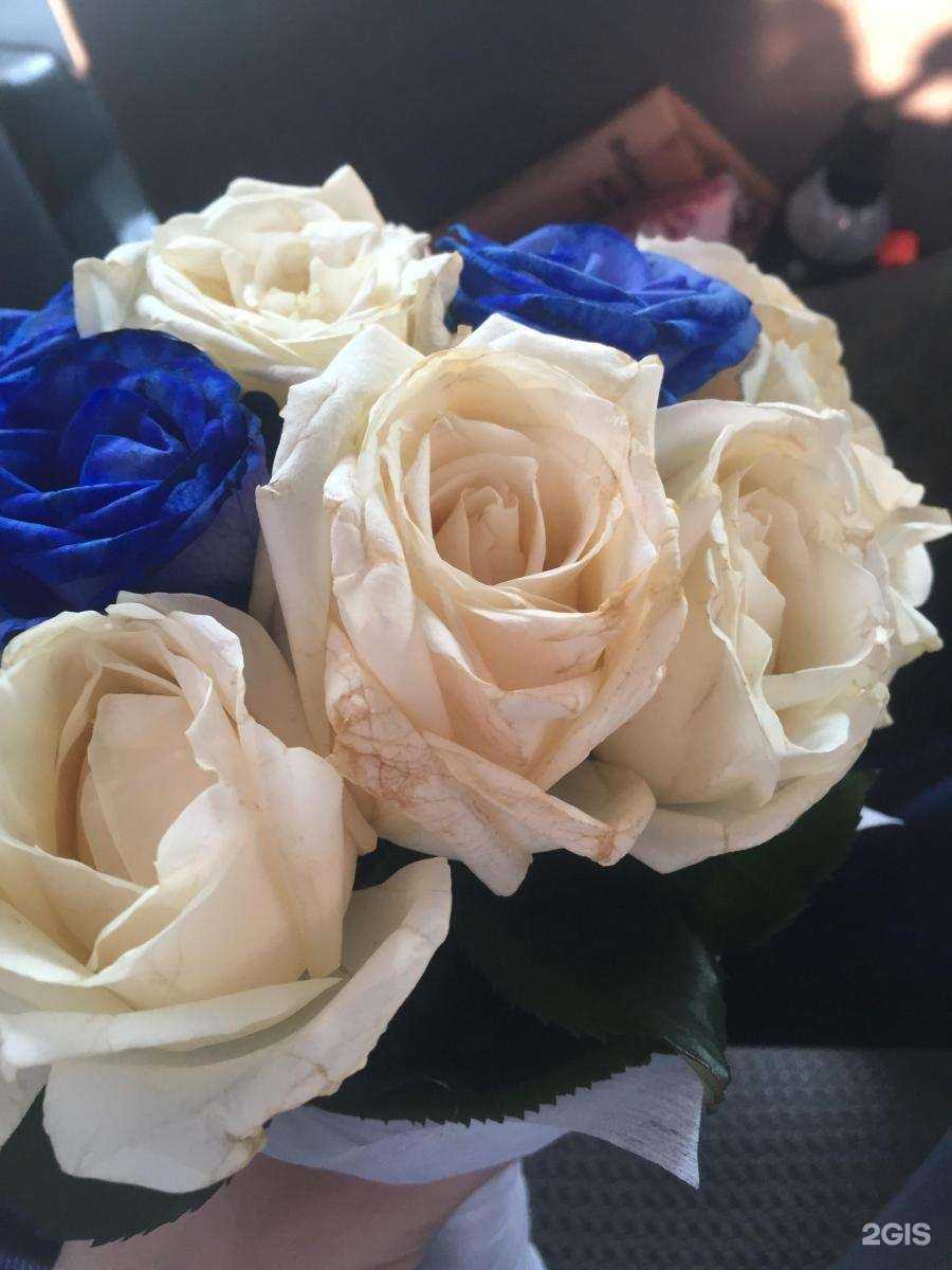 Отзывы на компанию Роза-мимоза в г. Йошкар-Ола c фото