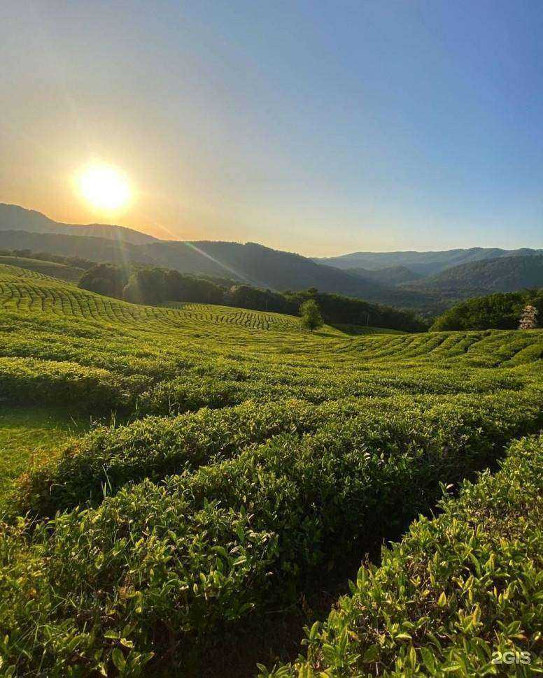 Отзывы на компанию Хурма тур в Сочи c фото