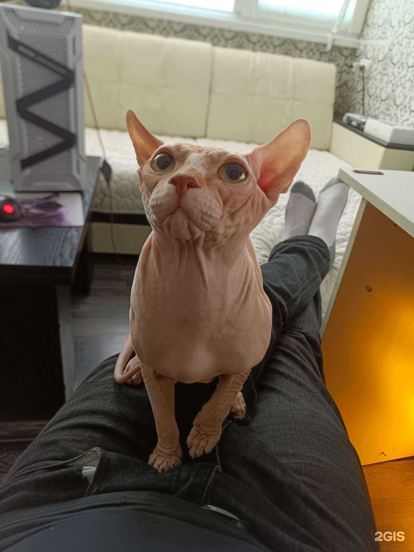 Отзывы на компанию Любимец в г. Армавир c фото