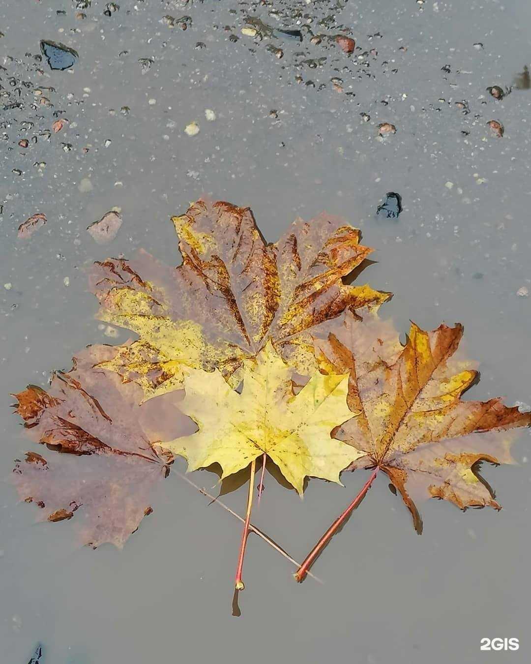 Отзывы на компанию IT-куб в Смоленске c фото