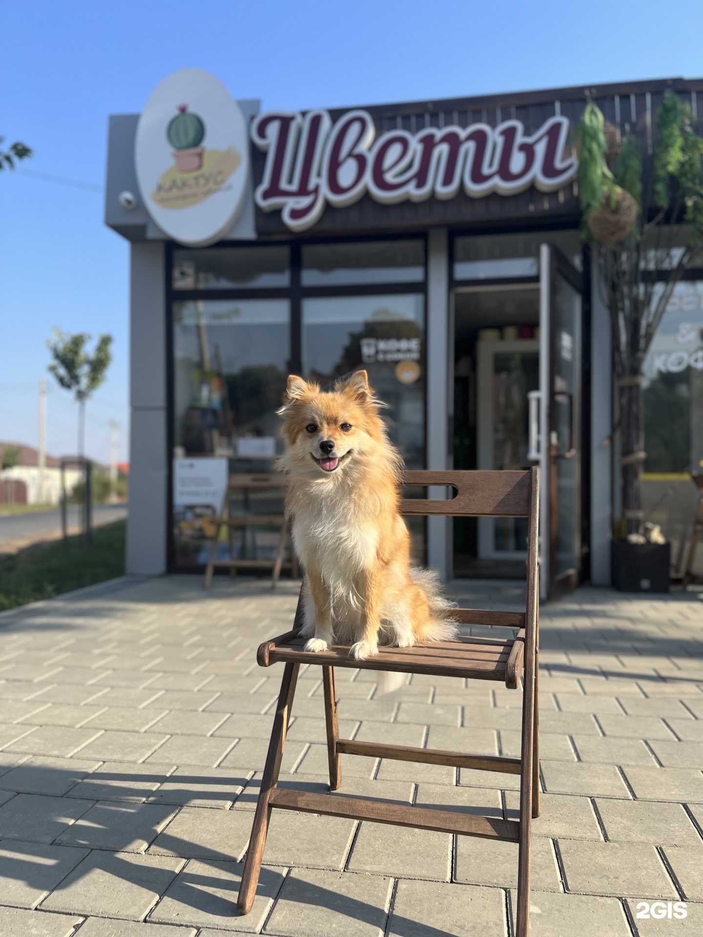 Отзывы на компанию Кактус в г. Крымск c фото