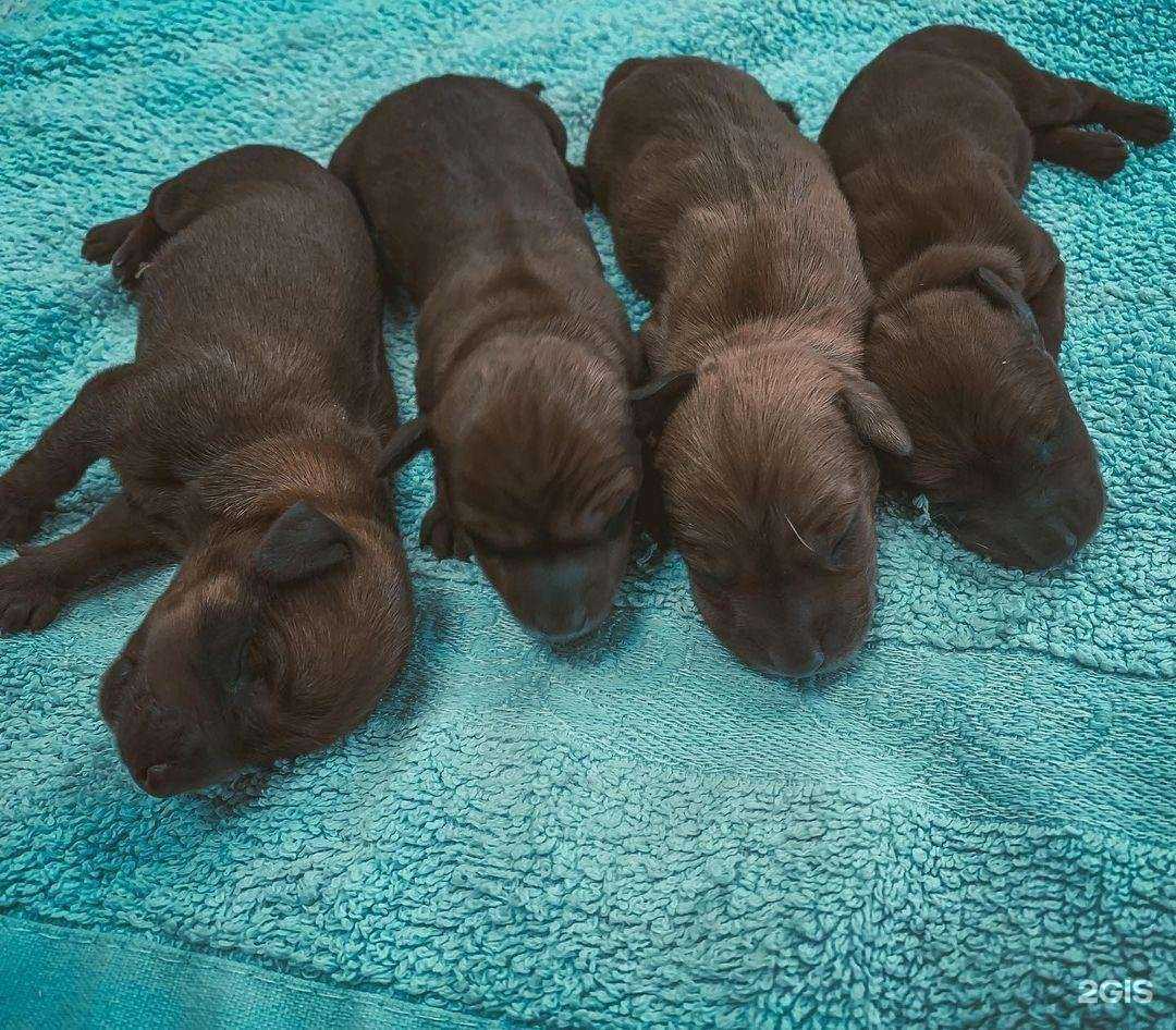 Отзывы на компанию Твой ветдоктор в Вологде c фото