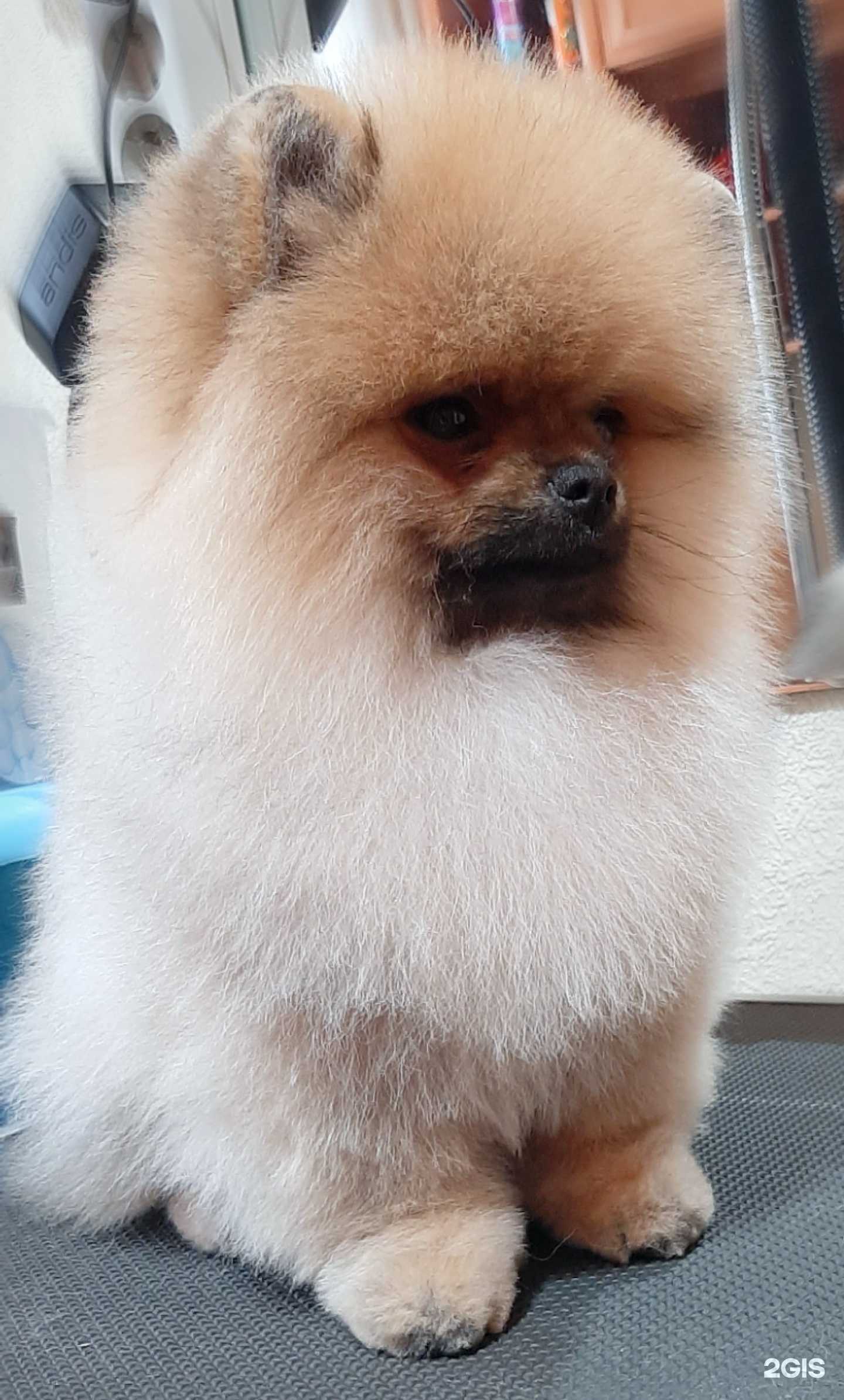 Отзывы на компанию Гламурные лапы в г. Кемерово c фото