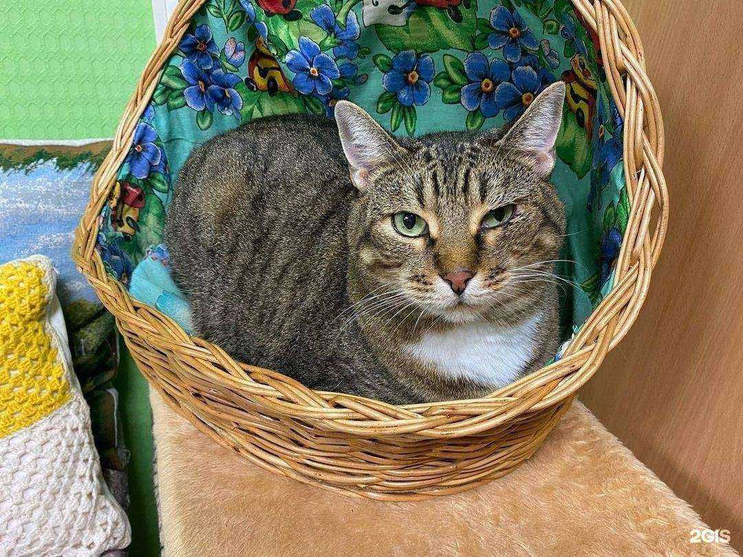 Отзывы на компанию КотоКафе в Ярославле c фото