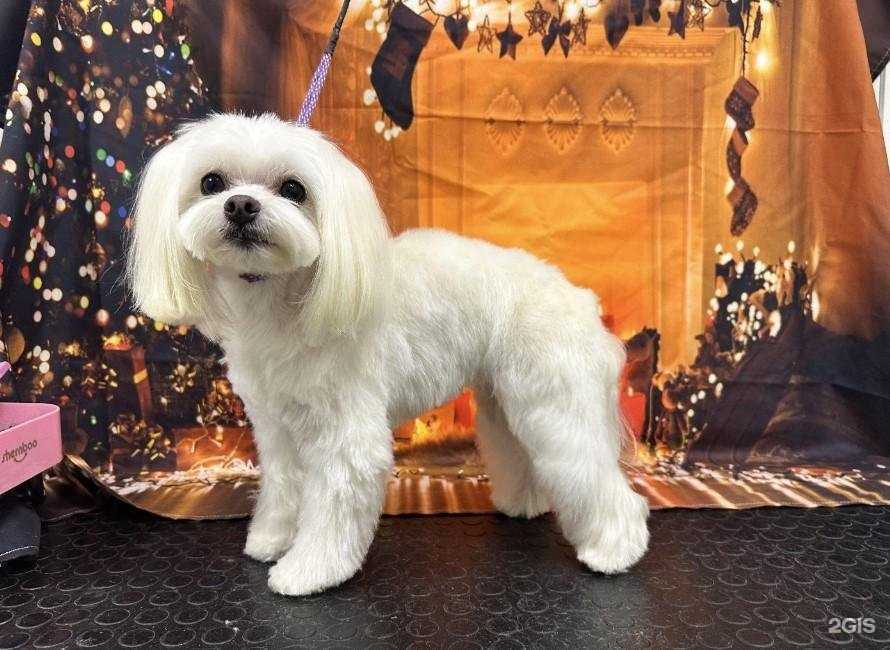 Отзывы на компанию Love is pets в Владивостоке c фото