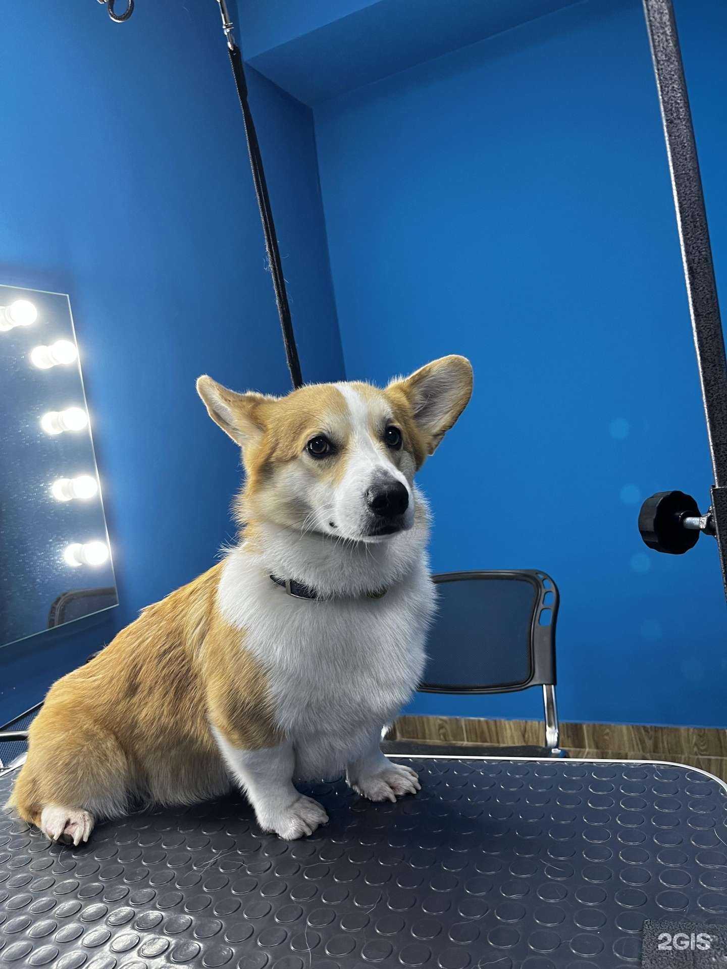 Отзывы на компанию Groomix в г. Казань c фото