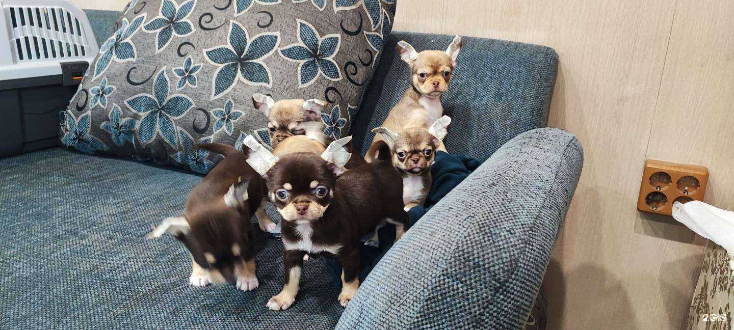 Отзывы на компанию Ветамин в Иркутске c фото