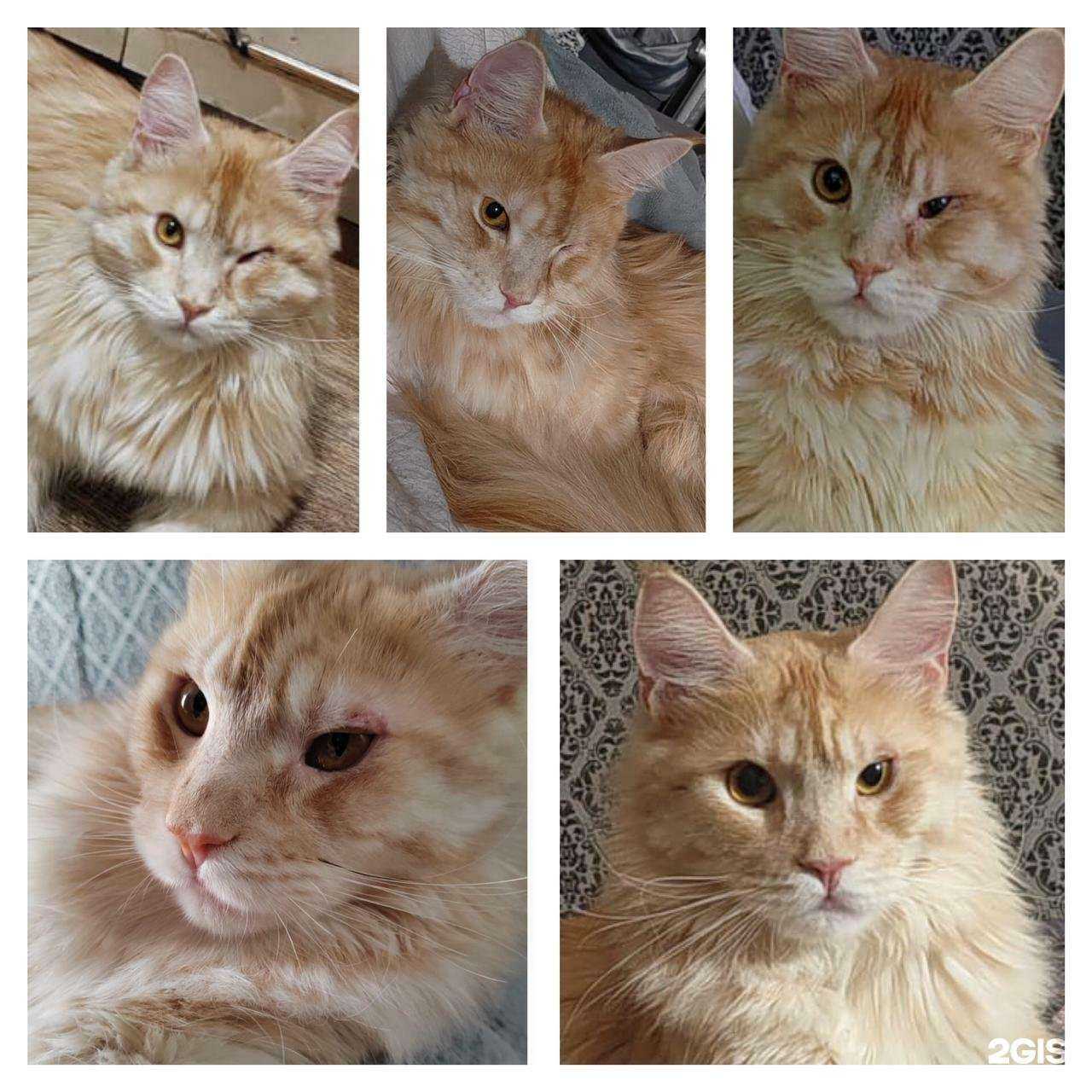 Отзывы на компанию Dr. КастратOff в Комсомольске-на-Амуре c фото