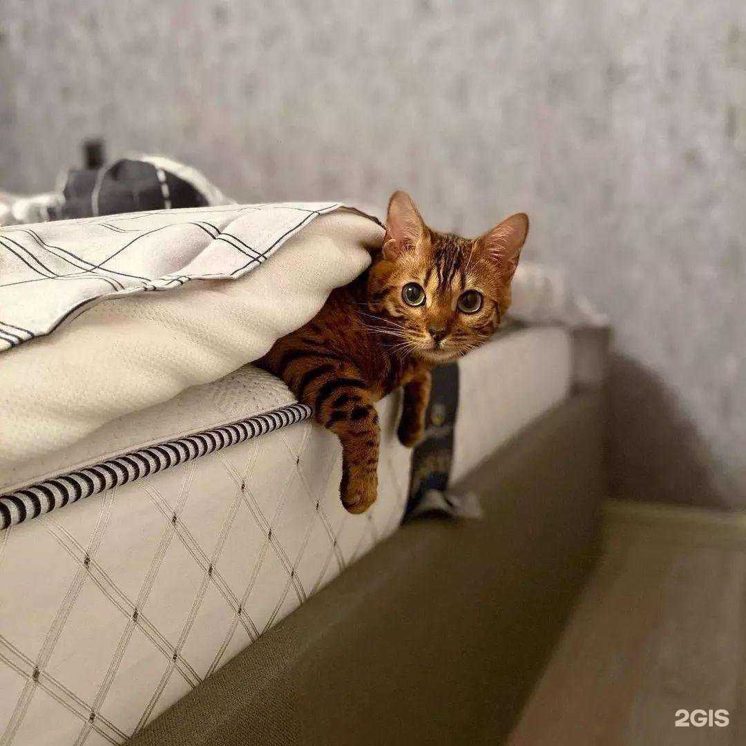 Отзывы на компанию Аскона в Владивостоке c фото