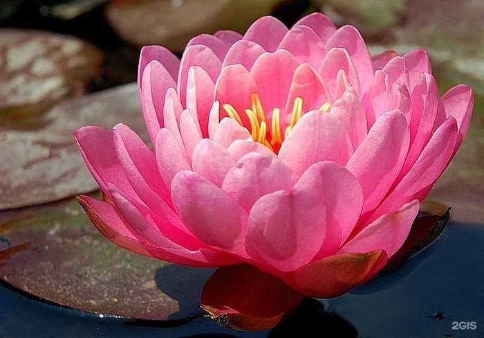 Отзывы на компанию Лотос+ в г. Курск c фото