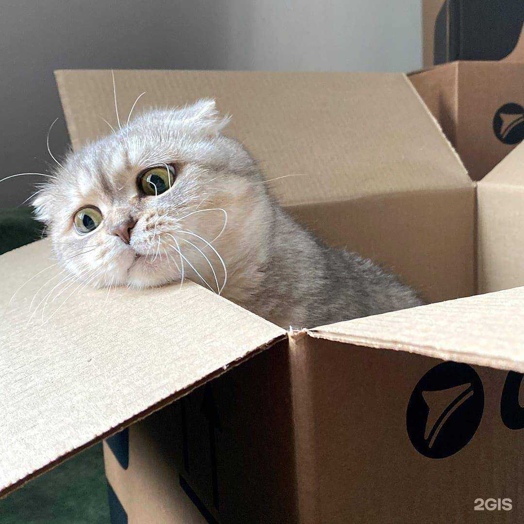 Отзывы на компанию CDEK в Губкине c фото