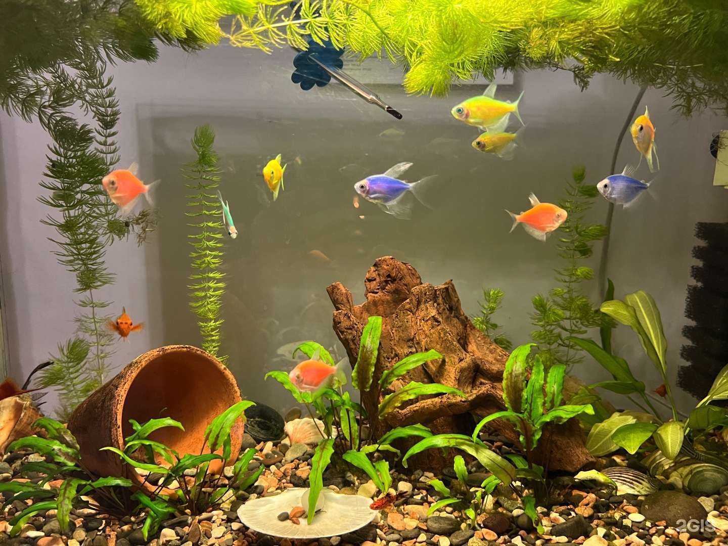 Отзывы на компанию Золотая рыбка в Бийске c фото